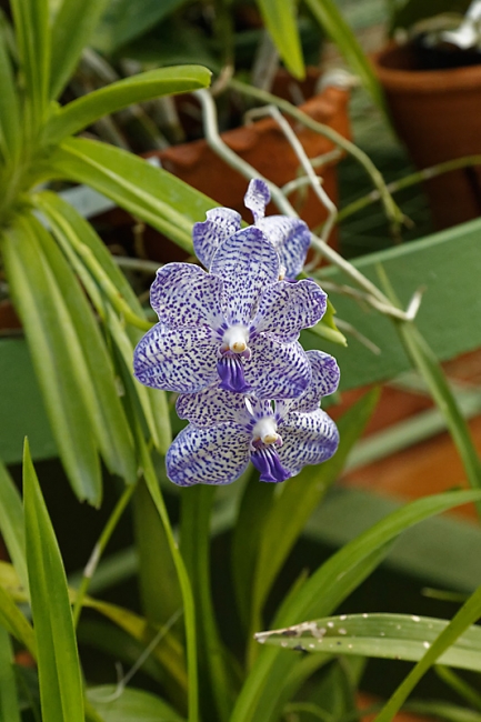 Kandy-Botanical garden-083